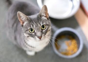 猫が突然ゴハンを食べなくなってしまったときの対応　様子見すると危険はワケとは｜獣医師解説