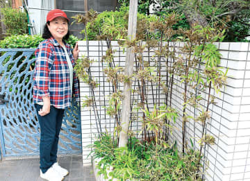 咲いたのは120年ぶり!?　“謎の花”クロチク開花　埼玉・川口の加藤さん　枯れる前に「研究に役立てば」