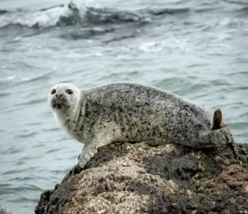 白翎島沖で天然記念物のゴマフアザラシ死骸を発見＝韓国