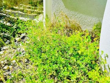 草むしりは「梅雨前」にやるのが正解！？極力ラクに雑草を駆除する方法。今こそチャンスのタイミングですよ♪