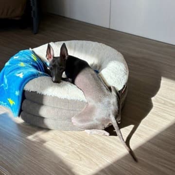 「どうしてもお尻を温めたい？」日当たりのいい方へ飛び出して眠る犬の心理