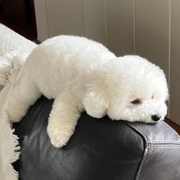 ソファの背もたれで“ウトウト”する愛犬、どんな理由から？　獣医師に聞いた！