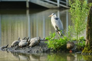 公園の池で撮影した「アオサギとカメ」　違和感のある構図に笑ってしまう「信仰心が強そう」