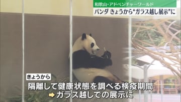 和歌山･パンダ4頭きょうから“ガラス越し展示”　中国返還へ検疫期間始まる