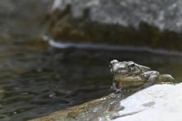 渓流から流れる清らかな歌声の主「カジカガエル」 吸血昆虫の襲撃を受ける！【高尾山・丹沢】