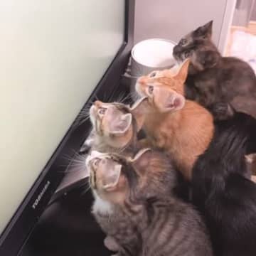テレビで猫が楽しめる専用のものを流してみたら→子猫たちの反応が……「後ろ姿が可愛すぎる」「シンクロに釘付け」と癒される人が続出