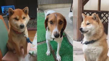 飼い主の「やるせない思い」相次いだ愛犬の不審死から2か月…保健所の調査は「原因不明」解決の糸口見えず（島根発）