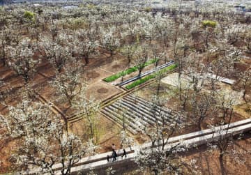 中国の古梨園システム、世界農業遺産に認定　甘粛省什川鎮