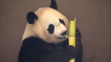 アドベンチャーワールドのパンダ4頭　“検疫期間”でガラス越しの展示に…6月28日に中国へ返還へ