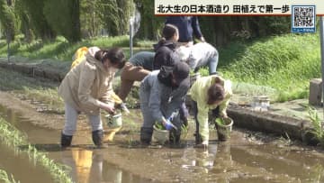 北大でコメから酒造り