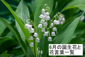 6月の誕生花と花言葉一覧【366日の誕生花と幸せの花言葉】