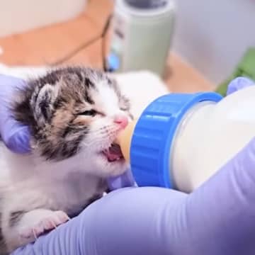 冷たい雨が降る中、母親に置いて行かれた『赤ちゃん猫』たち→お世話した結果…「本当に可愛くて見入ってしまった」「もうメロメロ」と14万再生