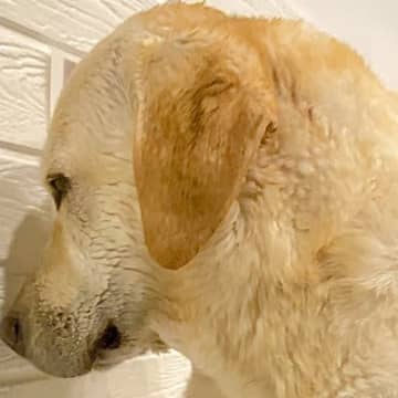 ドライヤーが苦手な大型犬→乾かそうとしたら壁に向かって…分かりやす過ぎる『まさかの行動』に２万いいね集まる「ゼロ距離で草」「嫌だよねｗ」