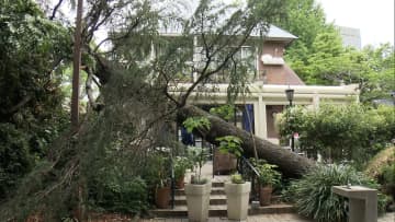 日比谷公園のレストランで高さ約16mの木が倒れる　倒木によるけが人無し　前日の雨・風で地盤が緩んだ可能性