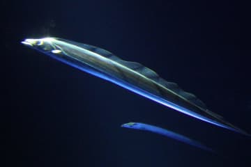 サンシャイン水族館がタチウオの常設展示を開始