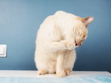 「クリームを手に入れた猫」とは？猫にまつわる英語イディオム(8)