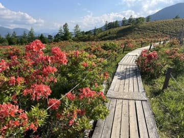 絶景！甘利山のハイキングと地元農産物直売所をめぐるバスツアー開催 [都内からアクセス良好、韮崎駅発着]
