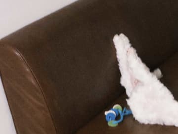 「本当に犬なのかな…」飼い主が目撃したのは？　愛犬の写真に１７万『いいね』