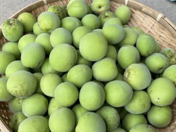 保健医療局「有毒です」　梅酒作りの注意喚起に「ついつい食べちゃいそう」