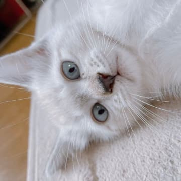 お迎え当日は体毛が真っ白だった子猫→約3年後、毛色が大きく変化し「見事に変身」した姿にびっくり！