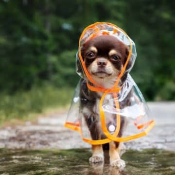 梅雨に気をつけるべき『犬の病気』5選　ジメジメとした気候で起きやすいトラブルや予防策まで