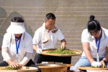 技術の伝承と革新を目指す、手もみ製茶コンテスト　中国湖南省