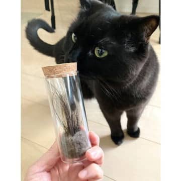 愛猫のヒゲを集め始めて4年が経過→初めて数えてみたら「204本」も！　猫愛あふれる投稿に反響