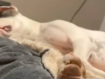 熟睡している犬　次の瞬間…！「これは予想外」「大笑いした」