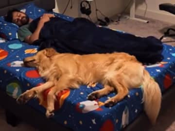飼い主のベッドで寝ている犬　その後の展開に「最後で爆笑した」
