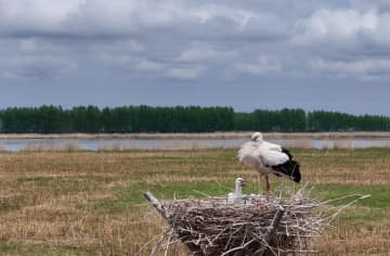 自然保護区で渡り鳥が子育て　中国黒竜江省