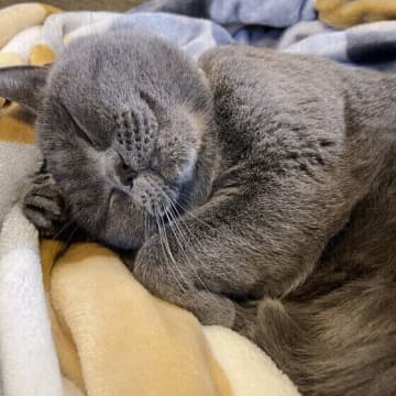 猫が突然ゴロゴロいわなくなった！考えられる理由を獣医師が解説