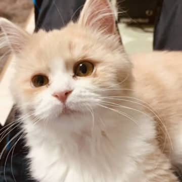 お迎え時は『目がしょぼしょぼだった子猫』が、現在……『感動のビフォーアフター』が15万表示「いっぱい愛されてるね」「ふわっふわ」