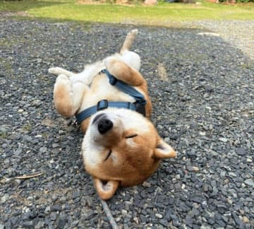朝の散歩から帰ってきて庭で“拒否柴”をする犬　まったく動く気のない“落ち姿”にクスッとする！
