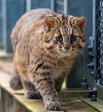 【独自】ツシマヤマネコ繁殖、成功せず　初の試み、生息域に近い環境施設