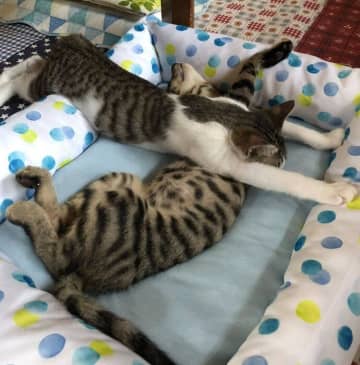 「不思議な体勢」で眠る2匹のあどけない保護子猫→およそ5年後、立派なおとなの猫に成長した姿にほっこり！