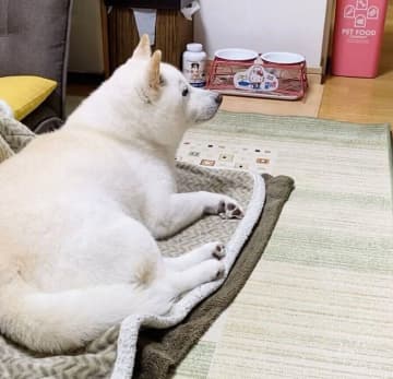 4カ月ぶりに娘さんが帰省し感動の再会かと思いきや→柴犬の「塩対応」すぎるお出迎えにクスッ！