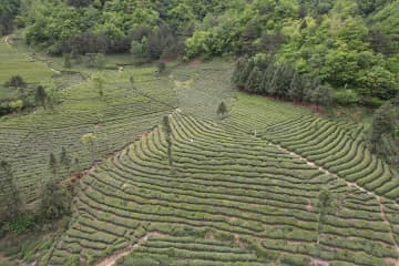 茶と観光の融合発展を探る中国の茶農家　甘粛省隴南市