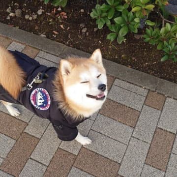 「散歩中に目が合うとニコッとしてくれる」柴犬の心理は？獣医師が解説