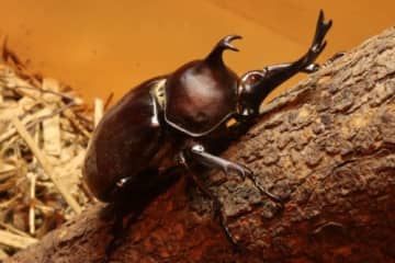 カブト虫＆クワガタ虫大集合！お気に入りの1匹が見つかるかも♪展示販売会開催★【6月29日/ブランチ大津京】