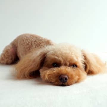犬が『ツライ』と感じているときにみせるサイン5選　今すぐ病院へ行くべき危険な症状まで