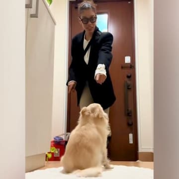 『散歩帰りの犬の足を拭きたい飼い主』VS『興奮中の犬』らちが明かない攻防戦が96万再生「だるまさんが転んだ状態で草」「煽ってるｗ」と爆笑