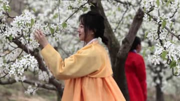 梨の花が満開、農業と観光の融合で農村振興　中国・吉林省集安市