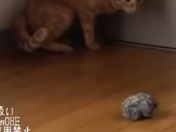 飼い主「新入りも、そちら側だった…」　猫の意外な『特性』に驚きの声