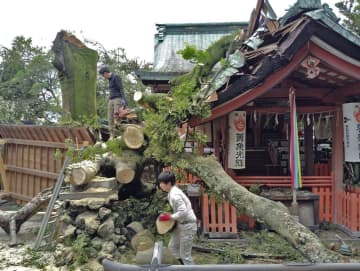 龍馬ゆかりの神木倒れる、京都　武信稲荷神社、腐食原因か
