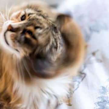 猫が『しきりに頭を振る』のは危険なサイン？考えられる3つの原因