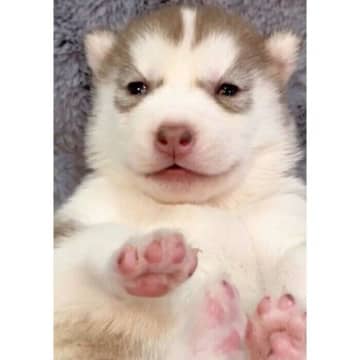 “ほわほわ”とした表情が愛らしい生後20日のハスキー子犬→1年後「中身は変わらない」ものの、凛々しいおとなの犬に大成長！