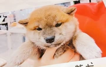 生後3カ月のあどけない柴犬の子犬が約2年後「ザ・ツンデレ柴犬」に！成長ビフォーアフターにほっこり