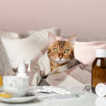 実は一度かかると治らない『猫風邪』症状や治療法、予防のためにできることを解説