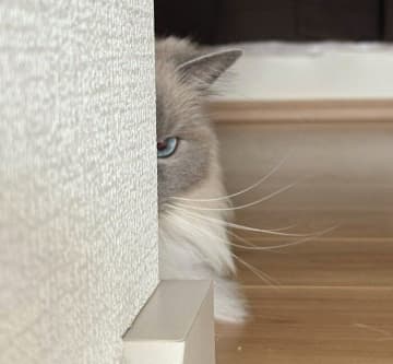 飼い主が仕事に行くことを察した猫　怒った顔で見つめる姿に「後ろ髪ひかれる思い」「怖いけどカワイイ」と反響