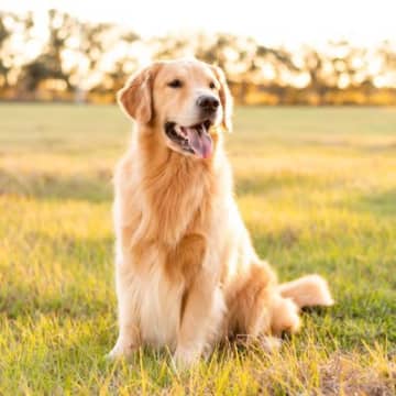 人気の『大型犬』ランキングトップ4　主な特徴や共通点、必要な飼育環境まで解説